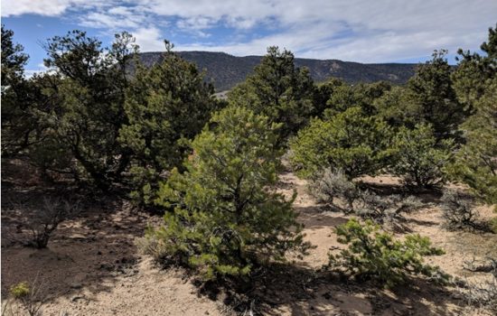 36 acres in Apache County, Arizona. Surround yourself with endless opportunities for outdoor adventure. (Deer Valley Rd 2)