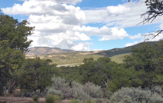 5 acres in Costilla County, Colorado. Private, wooded location. (Cleland Rd)