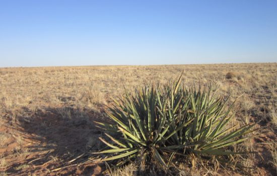 80 acres in Apache County, directly abutting National Park and State Trust lands! (Adamana Rd)